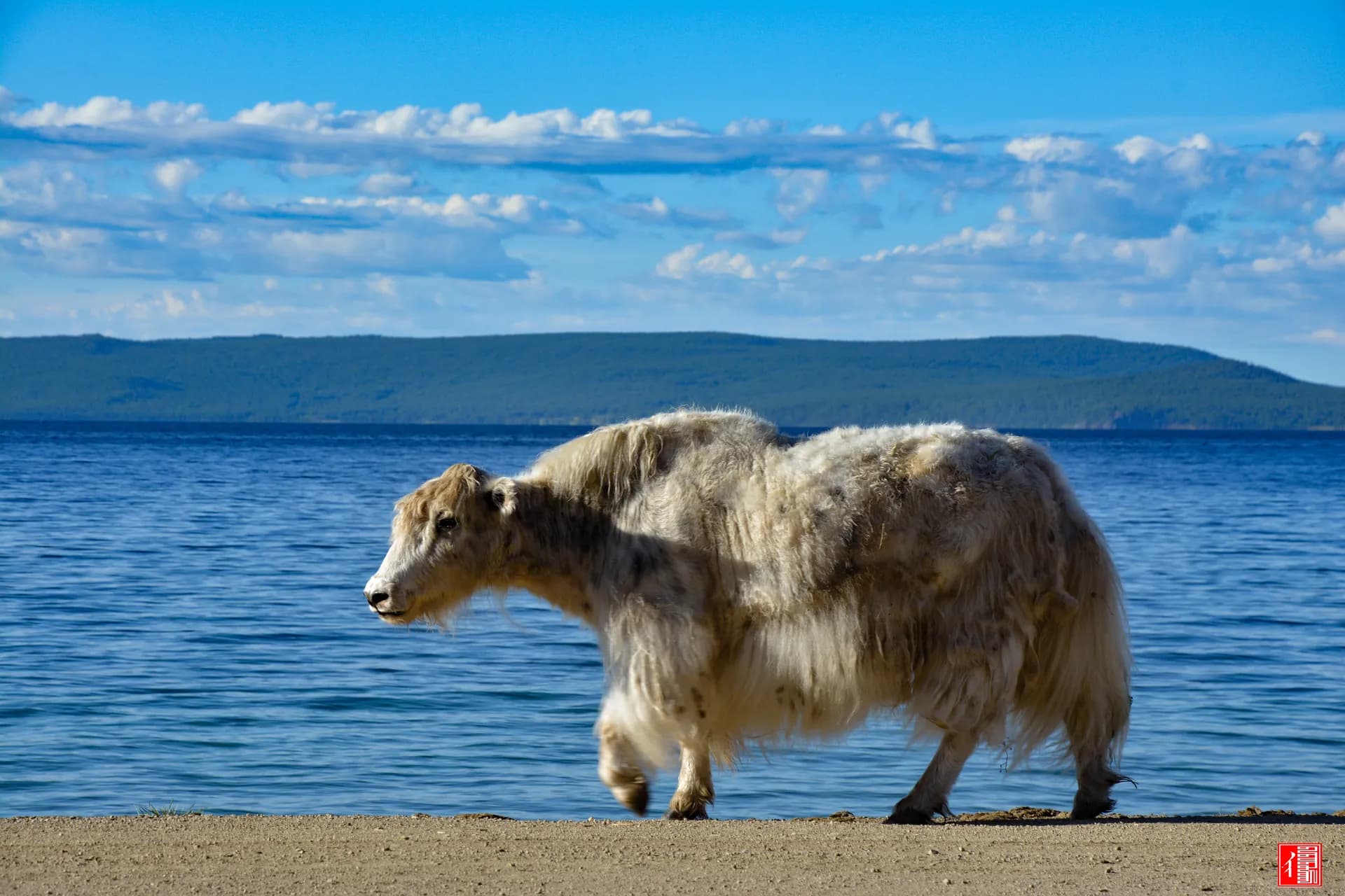 Mongolia Tours from New Zealand 2027–2028: Flights & Adventure Guide