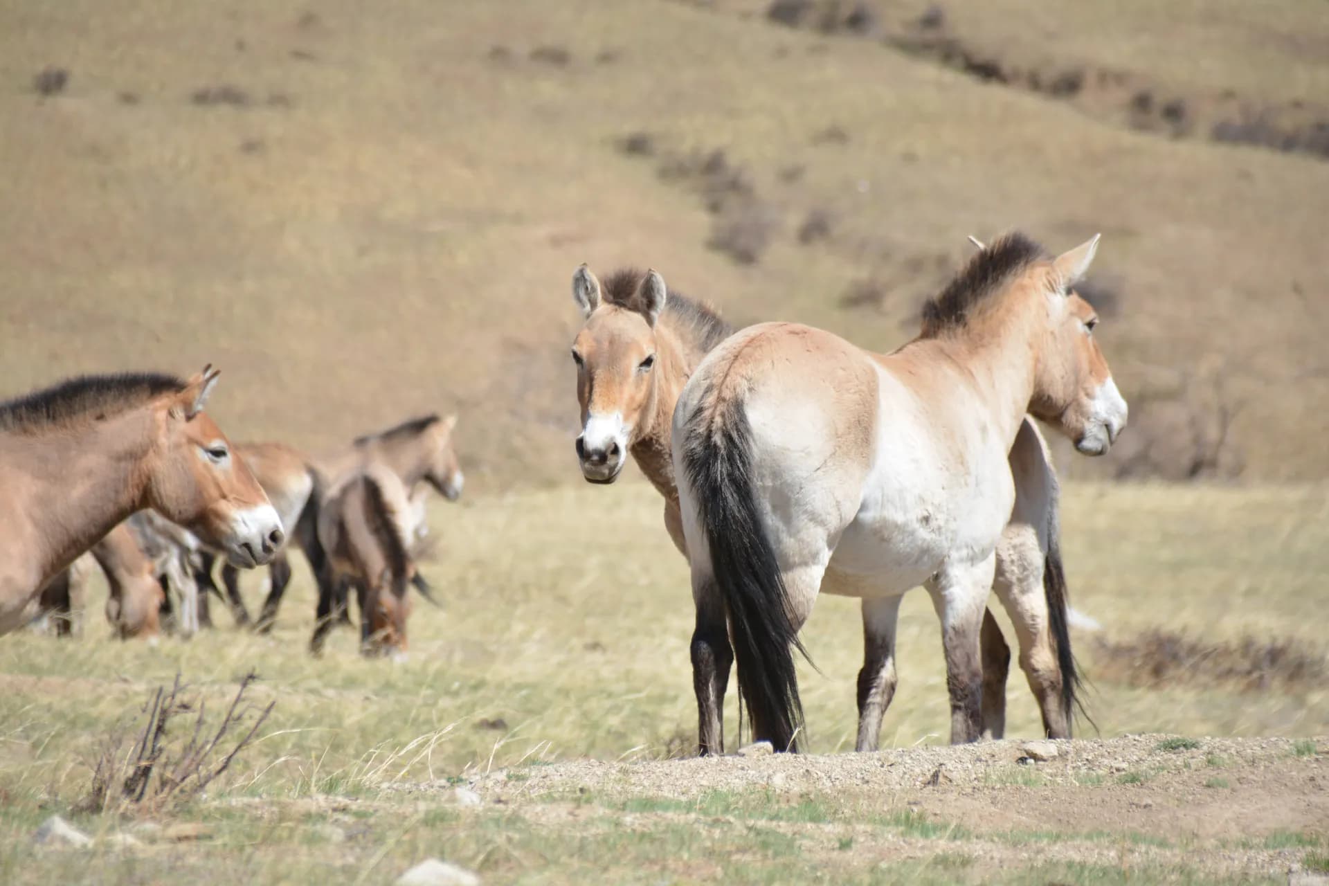 Mongol Nomadic Show & Hustai National Park Day Tour — Khustai National Park, Mongolia